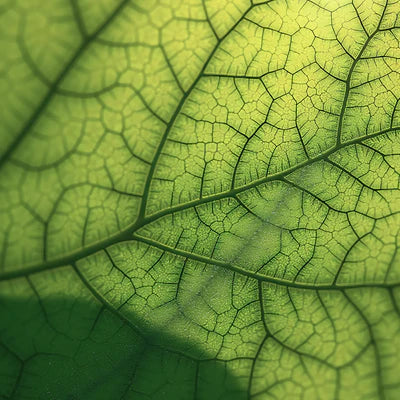 Plant-based Ingredients
